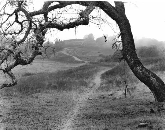 Oak and Fog